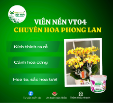 VIÊN NÉN VIỆT THÁI 04 - ĐẶT GỐC KÍCH RỄ CÂY PHONG LAN, TĂNG SẮC HOA, CHỐNG THỐI NHŨN