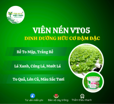 VIÊN NÉN VIỆT THÁI 05 - LÁ XANH DÀY, BÔNG BÚP TO MẬP, CÂN BẰNG PH, BẢO QUẢN LÂU - VẬN CHUYỂN XA