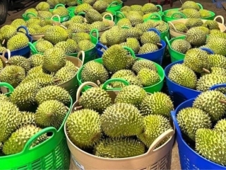 GIÁ SẦU RIÊNG NGÀY 29/03/2024. GIÁ SẦU RIÊNG TIẾP TỤC ĐỨNG Ở MỨC CAO