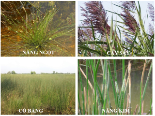 XÁC ĐỊNH ĐẤT PHÈN ĐƠN GIẢN VÀ CHUẨN XÁC VỚI CÂY CHỈ THỊ PHÈN.