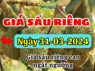 Giá sầu riêng 31/3/2024 cao ngất ngưỡng