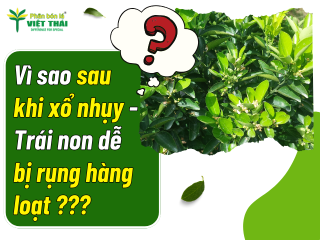 KHẮC PHỤC RỤNG TRÁI NON CAM SÀNH SAU XỔ NHỤY