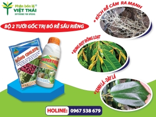 BIỆN PHÁP XỬ LÝ BÓ RỄ, NGHẸT RỄ Ở SẦU RIÊNG CON