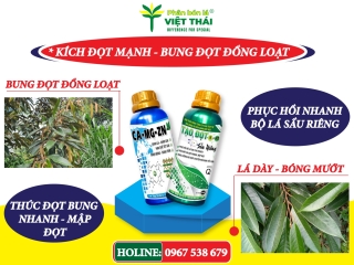 PHỤC HỒI BỘ LÁ SẦU RIÊNG SAU KHI THU HOẠCH KÍCH ĐỌT MẠNH VÀ ĐỒNG LOẠT
