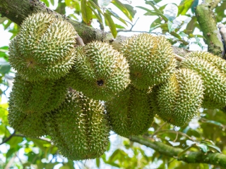 GIÁ SẦU RIÊNG 19/8: GIÁ SẦU RIÊNG CÁC LOẠI TẠM DỪNG 'NHẢY MÚA' VỀ GIÁ BÁN