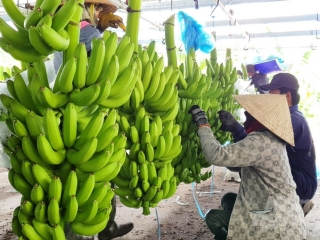 CHUỐI TƯƠI ĐỒNG NAI XUẤT KHẨU ĐƯỢC GIÁ, NÔNG DÂN VUI MỪNG VÌ ĐƯỢC LÃI
