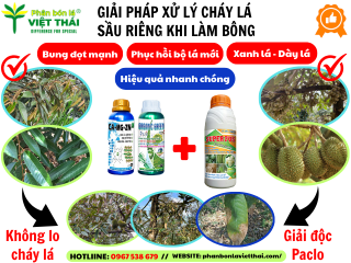 GIẢI PHÁP XỬ LÝ CHÁY LÁ SẦU RIÊNG KHI LÀM BÔNG