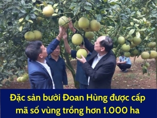 Giống bưởi đặc sản Đoan Hùng được cấp mã số vùng trồng với hơn 1.000 ha
