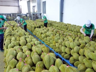 SẦU RIÊNG ĐANG “ĐỘI GIÁ” CAO! VIỆT NAM LÀ NƯỚC DUY NHẤT CÓ SẦU RIÊNG