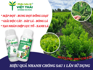 DẤU HIỆU CÂY THIẾU VI LƯỢNG KHI BIỂU HIỆN QUA LÁ