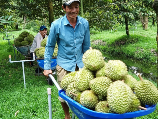 SẦU RIÊNG LẠI TIẾP TỤC “SỐT GIÁ” KHI KHÔNG CÒN HÀNG