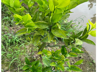 TẦM QUAN TRỌNG KHÔNG THỂ THIẾU CỦA DINH DƯỠNG VI LƯỢNG ĐỐI VỚI CÂY TRỒNG!