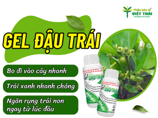 KHẮC PHỤC RỤNG TRÁI NON CAM SÀNH SAU XỔ NHỤY