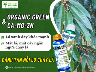 PHỤC HỒI BỘ LÁ SẦU RIÊNG SAU KHI THU HOẠCH KÍCH ĐỌT MẠNH VÀ ĐỒNG LOẠT
