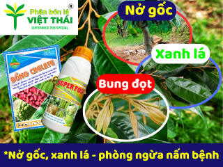 BỆNH NỨT THÂN XÌ MỦ TRÊN CÂY SẦU RIÊNG VÀ BIỆN PHÁP PHÒNG NGỪA.