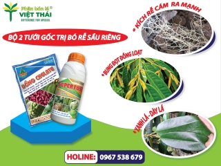BIỆN PHÁP XỬ LÝ BÓ RỄ, NGHẸT RỄ Ở SẦU RIÊNG CON