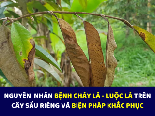 NGUYÊN NHÂN SẦU RIÊNG BỊ CHÁY LÁ – LUỘC LÁ GÂY HẠI TRONG MÙA MƯA VÀ BIỆN PHÁP KHẮC PHỤC