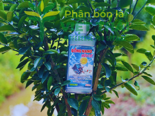 NGUYÊN NHÂN VÀ BIỆN PHÁP KHẮC PHỤC BỆNH GHẺ LÁ - GHẺ TRÁI TRÊN CÂY CÓ MÚI