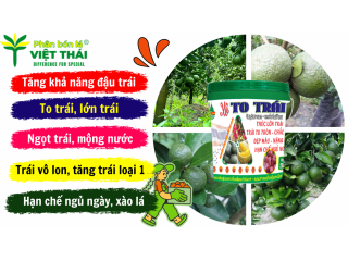 KỸ THUẬT NUÔI TRÁI CAM SÀNH CHO NĂNG SUẤT CAO
