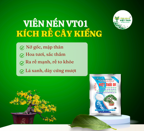 VIÊN NÉN VIỆT THÁI 01 - ĐẶT GỐC KÍCH RỄ CÂY KIỂNG, PHÂN BÓN TO GỐC CÂY CẢNH