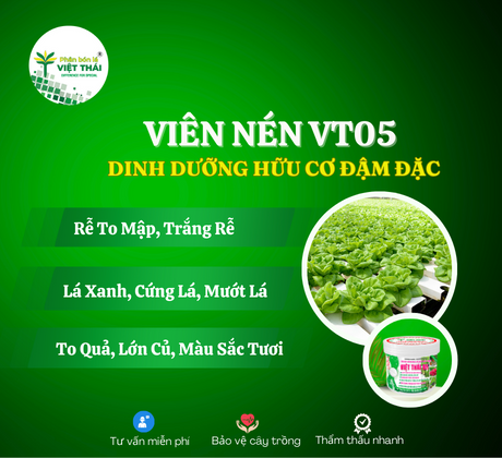 VIÊN NÉN VIỆT THÁI 05 - LÁ XANH DÀY, BÔNG BÚP TO MẬP, CÂN BẰNG PH, BẢO QUẢN LÂU - VẬN CHUYỂN XA