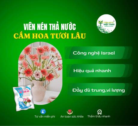 VIÊN NÉN VIỆT THÁI 03 - VIÊN NÉN THẢ NƯỚC CẮM BÌNH GIÚP HOA TƯƠI LÂU, CHỐNG THỐI NƯỚC