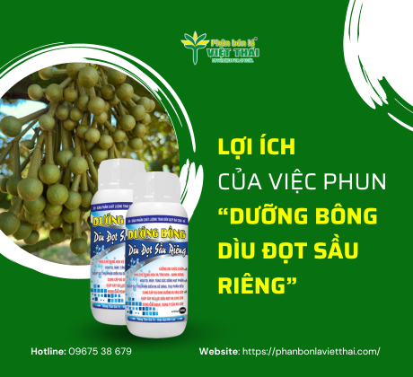 DƯỠNG BÔNG, DÌU ĐỌT SẦU RIÊNG - CUỐNG DAI, HẠN CHẾ RỤNG BÔNG TRÁI NON, TĂNG SỨC SỐNG HẠT PHẤN