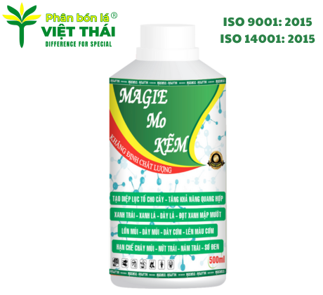 MAGIE MO KẼM - XANH LÁ, DÀY LÁ, XANH TRÁI, ĐỌT XANH MẬP