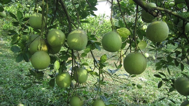 Đặc sản bưởi Đoan Hùng làm nên nét đặc trưng của vùng đất Phú Thọ
