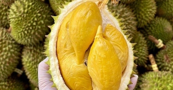 Giá sầu riêng hôm nay|Tin tức về giá sầu riêng hôm nay