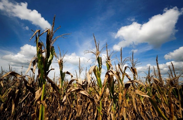 Hiện tượng El Nino trở lại, thế giới chuẩn bị đối mặt nguy cơ nắng nóng kỷ  lục - Đài phát thanh và truyền hình Nghệ An
